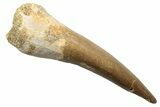 Fossil Plesiosaur (Zarafasaura) Tooth - Morocco #249596-1